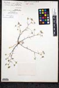 Eriastrum diffusum subsp. diffusum image