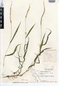 Setaria liebmannii image