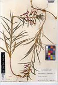 Lobelia laxiflora subsp. angustifolia image
