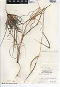 Setaria leucopila image