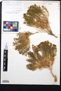 Fagonia densa image