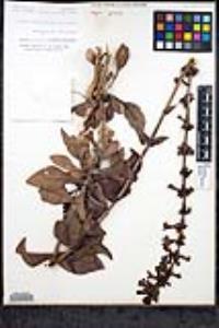 Penstemon angelicus image