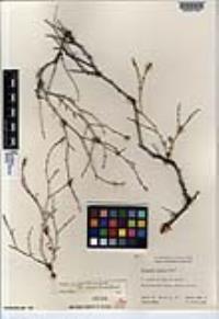 Eriogonum wrightii var. nodosum image
