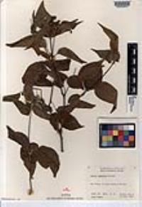 Croton caboensis image