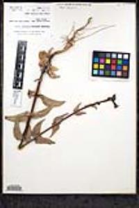 Penstemon angelicus image