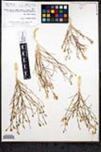 Bryantiella palmeri image
