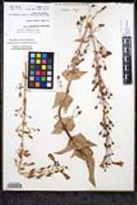 Penstemon spectabilis var. spectabilis image