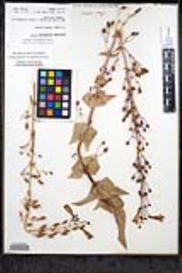 Penstemon spectabilis image