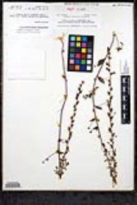 Sairocarpus pusillus image