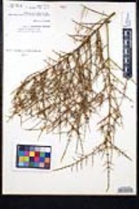 Adolphia californica image