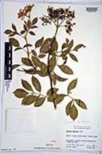 Sambucus cerulea image