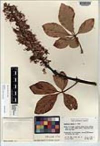 Aesculus parryi image