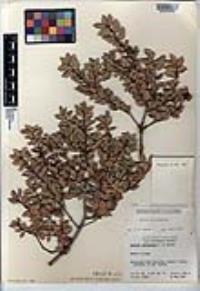 Quercus cedrosensis image