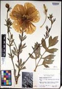 Romneya trichocalyx image