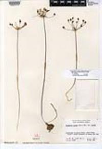 Bloomeria crocea var. crocea image