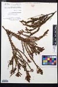 Adenostoma fasciculatum var. obtusifolium image