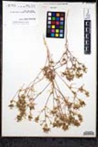 Navarretia hamata image