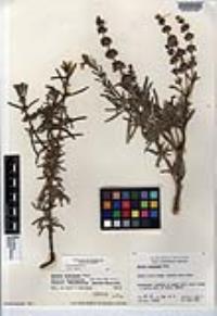 Salvia brandegeei image