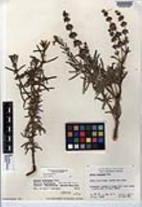 Salvia brandegeei image