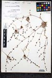 Nemacaulis denudata var. gracilis image