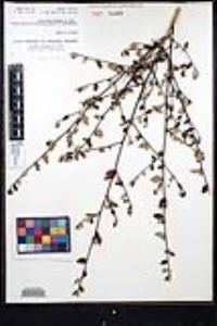 Ceanothus tomentosus image