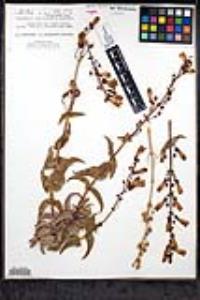 Penstemon spectabilis var. subinteger image