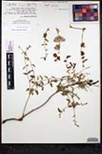 Scutellaria mexicana image