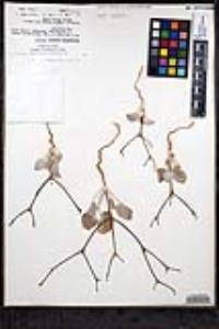 Eriogonum moranii image