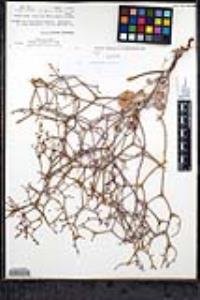 Eriogonum moranii image