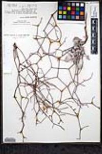 Eriogonum moranii image