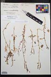 Chylismia cardiophylla image