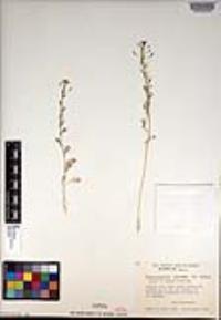 Descurainia pinnata subsp. glabra image