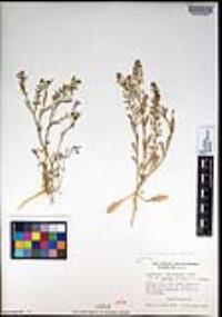 Lepidium lasiocarpum image