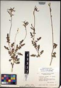 Lyrocarpa coulteri image