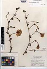Gossypium armourianum image