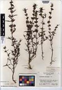 Trichostema micranthum image