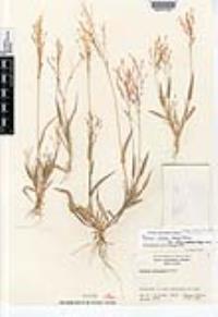 Panicum alatum image