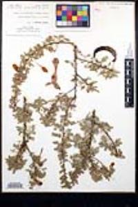 Acacia greggii image