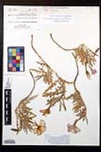 Oenothera californica image