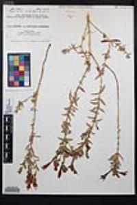 Epilobium canum image