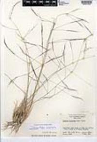 Aristida divaricata image