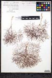 Eriogonum parishii image