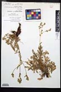 Horkelia clevelandii image