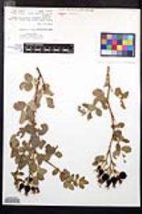 Rosa californica image
