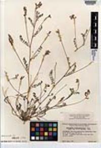 Astragalus francisquitensis image