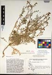 Descurainia pinnata subsp. glabra image