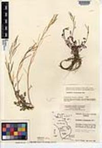 Cardamine oligosperma image