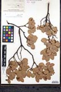 Arctostaphylos patula image