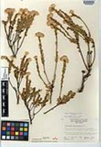 Ericameria juarezensis image