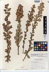 Hazardia squarrosa var. grindelioides image